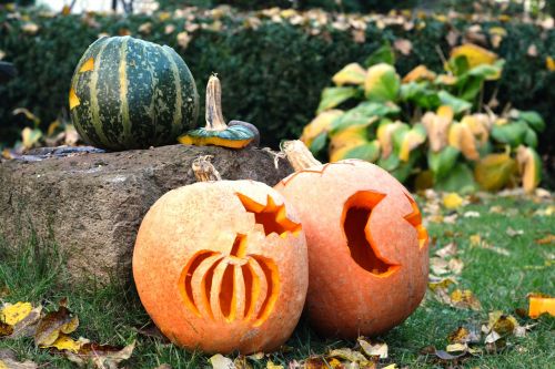 pumpkins pumpkin halloween