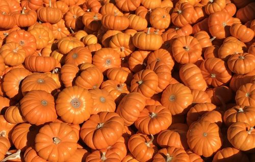 pumpkins pumpkin patch halloween