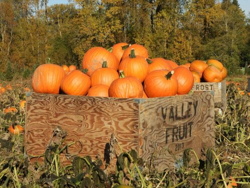 pumpkins crate farm