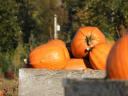 pumpkins crate harvest