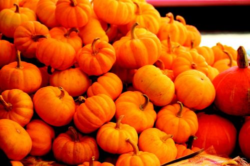 pumpkins vegetable orange