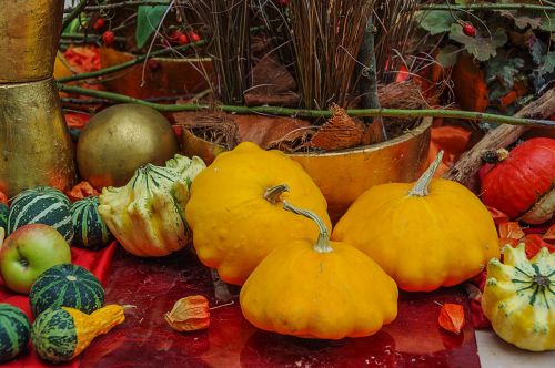 pumpkins decorative squashes autumn