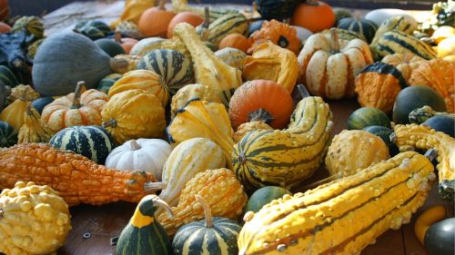 pumpkins yellow orange