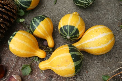 pumpkins  autumn  fruits