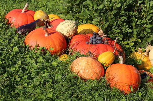 pumpkins  colorful  autumn