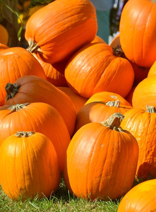 pumpkins  orange  autumn