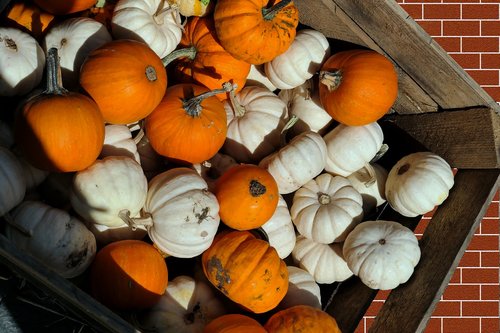 pumpkins  decorative squashes  autumn