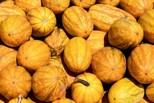 pumpkins  pumpkin  yellow