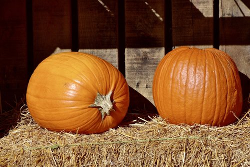 pumpkins  orange  hay