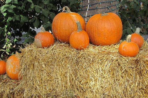 pumpkins  display  agriculture