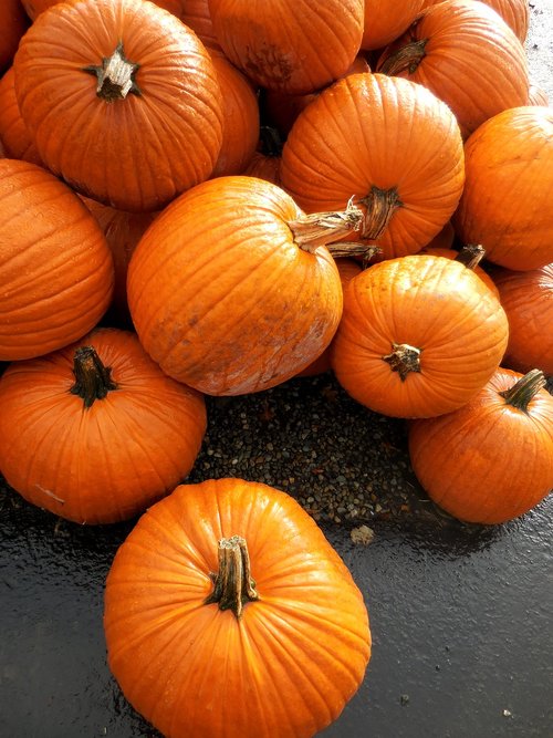 pumpkins  orange  pumpkin