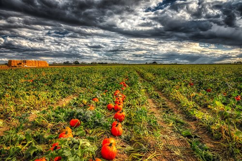 pumpkins  field  sky