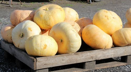 pumpkins yellow vegetables