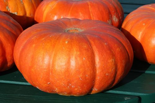 pumpkins yellow vegetables