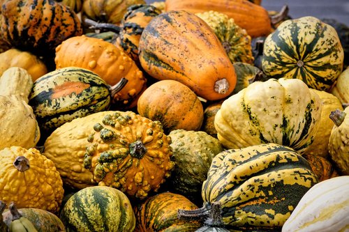 pumpkins  autumn  decoration