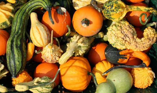 pumpkins yellow vegetables