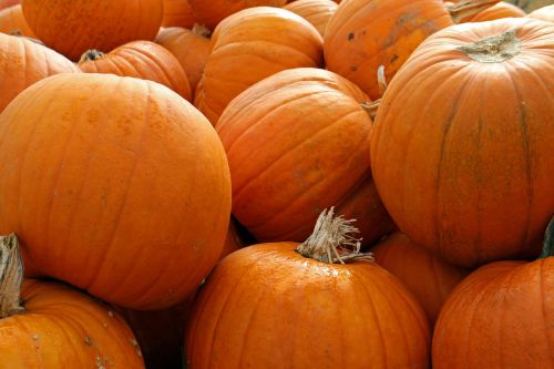 pumpkins autumn october