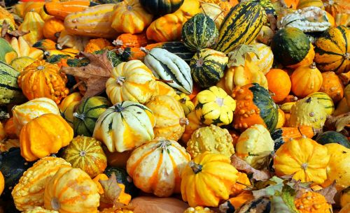 pumpkins autumn october