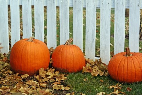 pumpkins fence thanksgiving