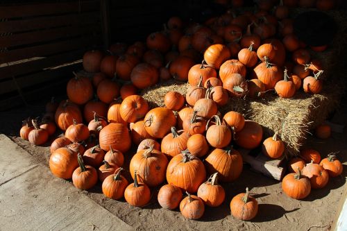 pumpkins pile fall