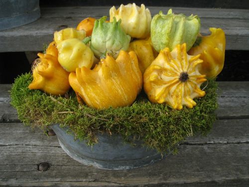 pumpkins bowl moss