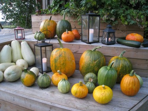 pumpkins arrangement colors