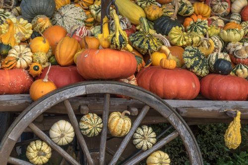 pumpkins autumn orange