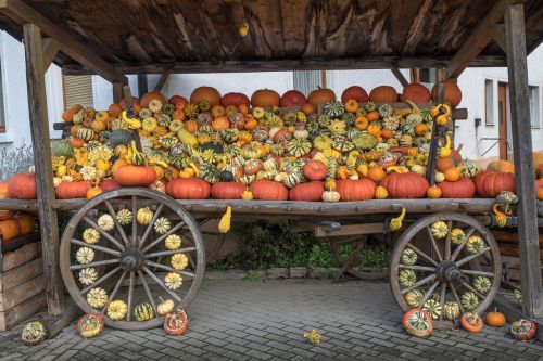 pumpkins autumn orange