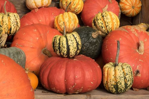 pumpkins autumn orange