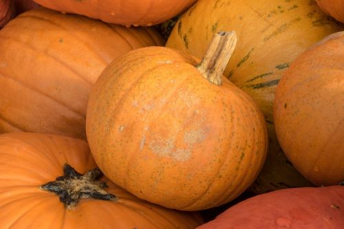 pumpkins autumn orange