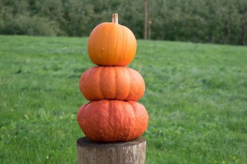 pumpkins autumn orange