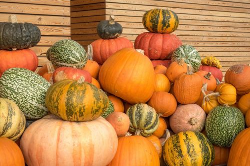 pumpkins autumn orange