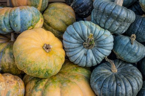 pumpkins autumn orange