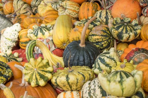 pumpkins autumn orange