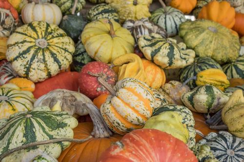 pumpkins autumn orange