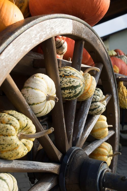 pumpkins autumn orange