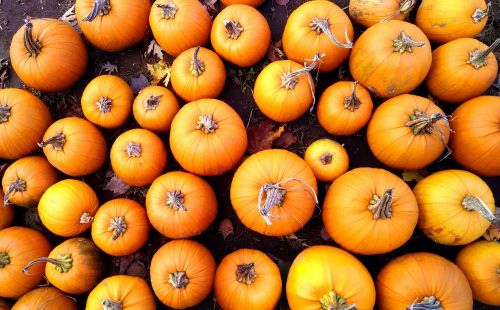 pumpkins orange harvest