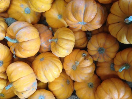 pumpkins squash gourds