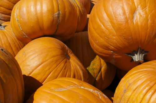 pumpkins vegetable autumn