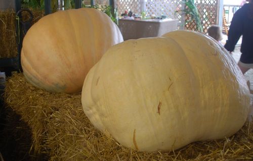 pumpkins giant fair
