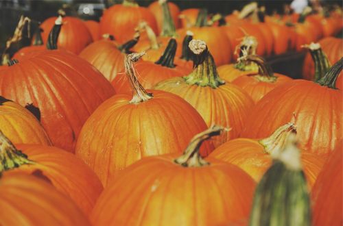 pumpkins orange autumn