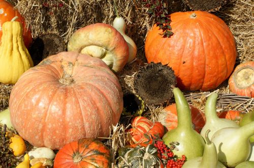 pumpkins harvest thanksgiving