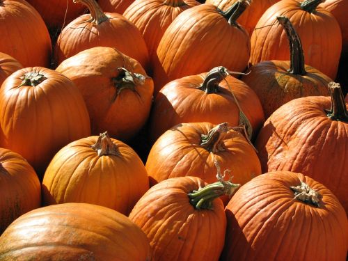 pumpkins october halloween