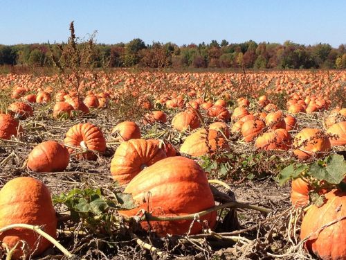 pumpkins field autumn