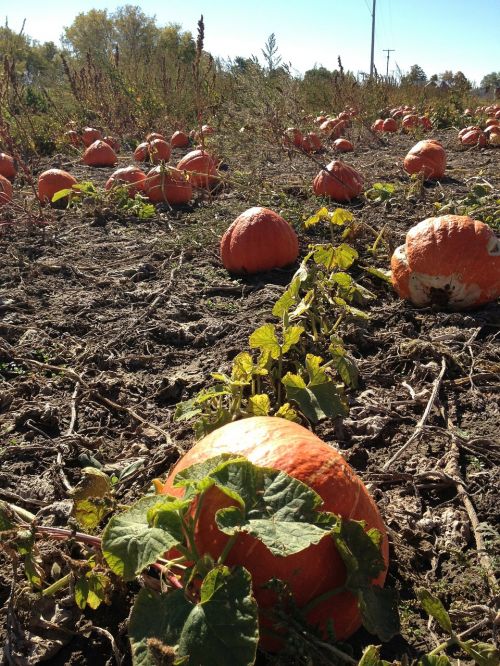 pumpkins field autumn