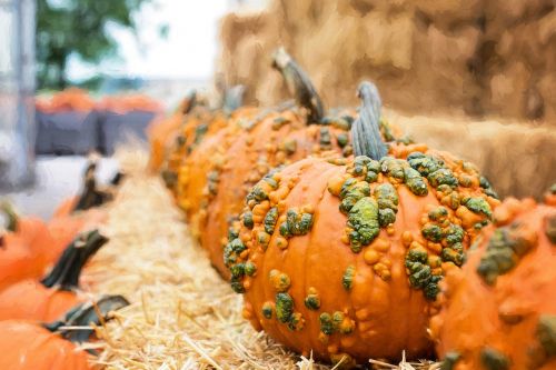 pumpkins autumn fall