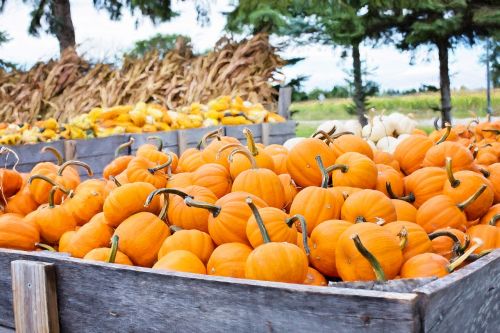 pumpkins autumn fall