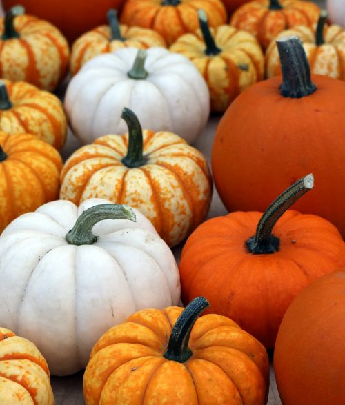 pumpkins halloween stems