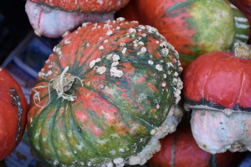 pumpkins autumn gourd