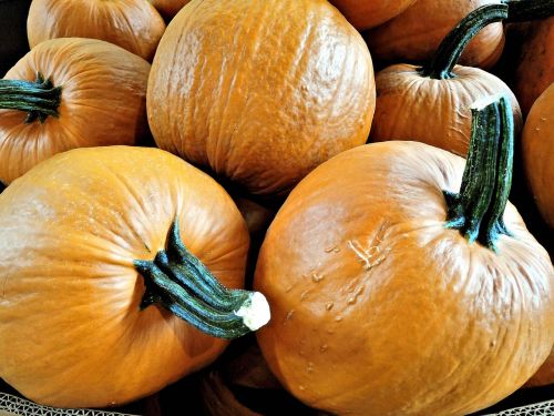 pumpkins vegetable thanksgiving